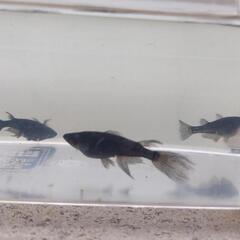 オロチめだか幼魚　8匹の画像