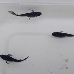 オロチめだか幼魚　8匹の画像