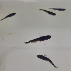 オロチめだか幼魚　8匹の画像