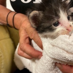 白子猫　ハチワレ子猫　育てママが子育て中🩷