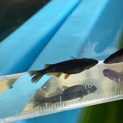 早い者勝ち！ R7年　5月生まれ　オロチ黄ヒレ 成魚　産卵確認済み個体 オス2メス2　 2ペアの画像
