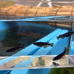 早い者勝ち！ R7年　5月生まれ　オロチ黄ヒレ 成魚　産卵確認済み個体 オス2メス2　 2ペアの画像