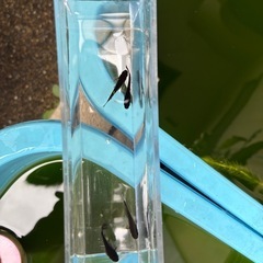 早い者勝ち！ R7年　5月生まれ　オロチ黄ヒレ 成魚　産卵確認済み個体 オス2メス2　 2ペアの画像