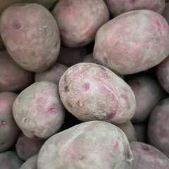 自然農無農薬　じゃがいもレッドムーン　1kg500円の画像