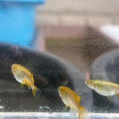 早い者勝ち！極上個体 R7年 6月生まれ　サイシュウヘイキ 成魚　産卵確認済み オス1メス2 メダカ  メダ活 アクア アクアリウム の画像