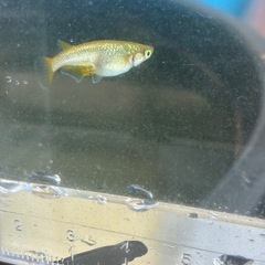 早い者勝ち！極上個体 R7年 6月生まれ　サイシュウヘイキ 成魚　産卵確認済み オス1メス2 メダカ  メダ活 アクア アクアリウム の画像