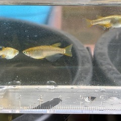 早い者勝ち！極上個体 R7年 6月生まれ　サイシュウヘイキ 成魚　産卵確認済み オス1メス2 メダカ  メダ活 アクア アクアリウム の画像