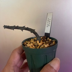 セロペギア　ボッセリ
の画像