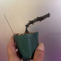 セロペギア　ボッセリ
の画像