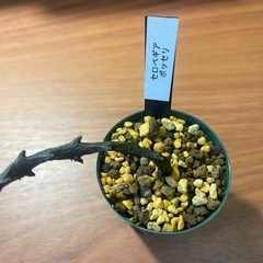セロペギア　ボッセリ
の画像