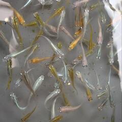 メダカ　色々ミックス　10匹+αの画像