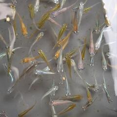 メダカ　色々ミックス　10匹+αの画像