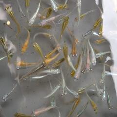 メダカ　色々ミックス　10匹+αの画像