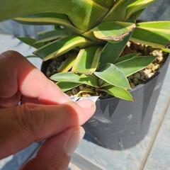 アガベ　ベネズエラ錦　子株1株⭕抜き苗にての画像