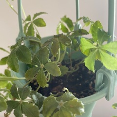 シュガーバイン　観葉植物の画像