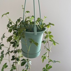 シュガーバイン　観葉植物の画像