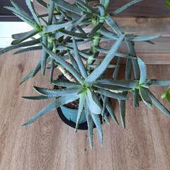 アロエ の画像