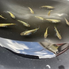 ラメ系メダカ幼魚の画像