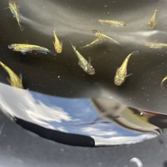 ラメ系メダカ幼魚の画像