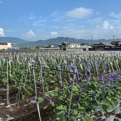 当日朝採り　訳ありナス　5個100円の画像
