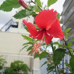 ハイビスカス 赤  5号鉢の画像