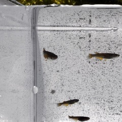 🐉【黒天幻龍メダカ(若魚)】5匹セットの画像