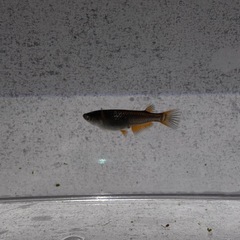 🐉【黒天幻龍メダカ(若魚)】5匹セットの画像