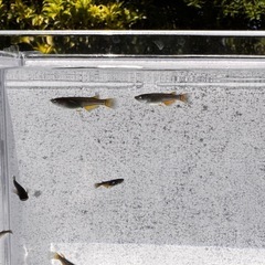 🐉【黒天幻龍メダカ(若魚)】5匹セットの画像