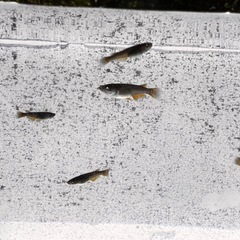 🐉【黒天幻龍メダカ(若魚)】5匹セットの画像