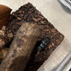 カブトムシ　1匹100円の画像