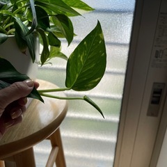 ポトス　斑入り鉢付きです！の画像