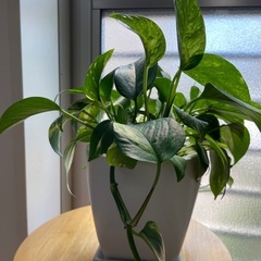 ポトス　斑入り鉢付きです！の画像