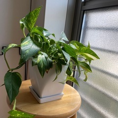 ポトス　斑入り鉢付きです！の画像