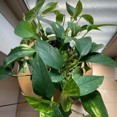ポトス　斑入り鉢付きです！の画像