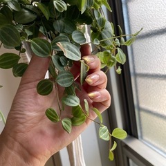 ペペロミア　ハンギング　ロープもセットでの画像