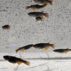 🐉【黒天幻龍メダカ(若魚)】10匹前後
の画像