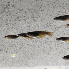 🐉【黒天幻龍メダカ(若魚)】10匹前後
の画像