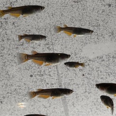 🐉【黒天幻龍メダカ(若魚)】10匹前後
の画像