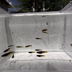🐉【黒天幻龍メダカ(若魚)】10匹前後
の画像