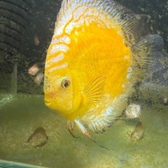 ディスカス幼魚（ブリリアントターコイズ、ミックス）の画像