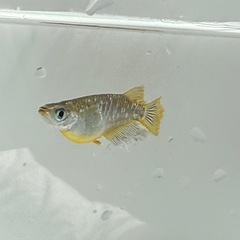 フロマージュ稚魚10匹300円の画像