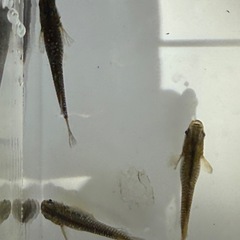 フロマージュ稚魚10匹300円の画像