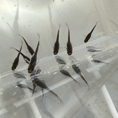 フロマージュ稚魚10匹300円の画像