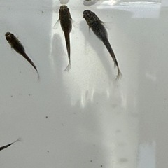 フロマージュ稚魚10匹300円の画像