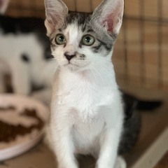 可愛いお顔のキジ白ハル君お耳が大きめ