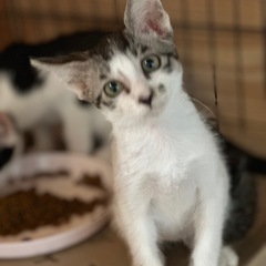 可愛いお顔のキジ白ハル君お耳が大きめ