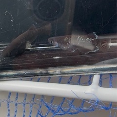 曜変天目、ガブリエル　幼魚　卵　格安でお譲りします
の画像
