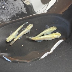 曜変天目、ガブリエル　幼魚　卵　格安でお譲りします
の画像
