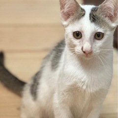 性格が優しいモモちゃん3ヶ月