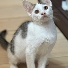 性格が優しいモモちゃん3ヶ月